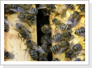 Bienen auf den Waben
